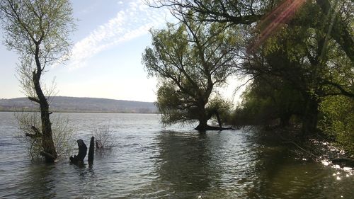 Reflection of trees in water