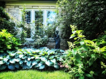 View of flowers and plants against building