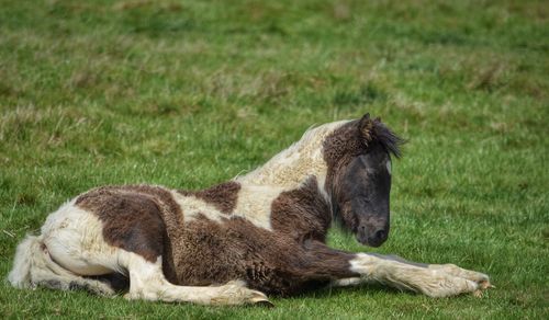 Close-up of lion relaxing on field