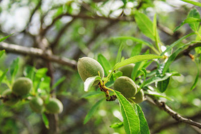 Close-up of fresh fruit on tree