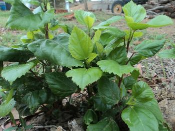 Plants growing in pond
