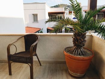 Close-up of potted plant on table