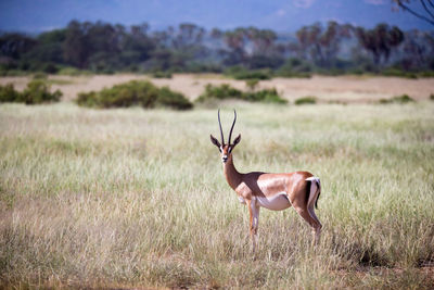 Deer in a field