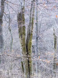 Close-up of bare trees in forest