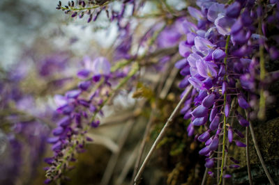 Close-up of purple flowers blooming on tree