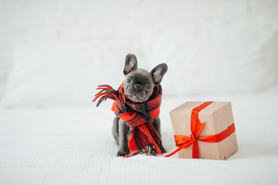 Close-up of dog on white background
