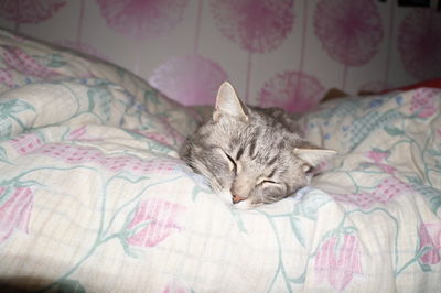 Cat sleeping on bed