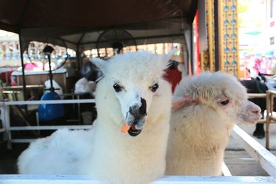 Close-up portrait of sheep