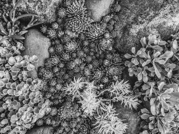 Close-up of flowers