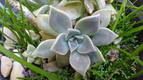 Close-up of white flowering plants