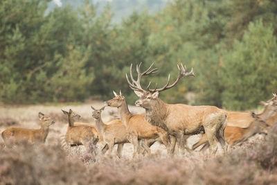 Deer standing on field in forest