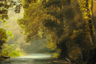 Road amidst trees in forest during autumn