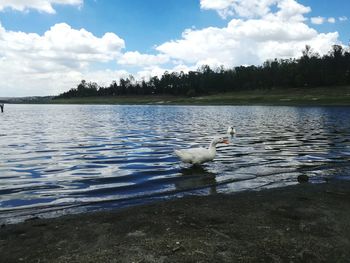 Swans swimming in lake against sky