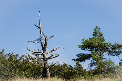 Low angle view of trees against clear blue sky