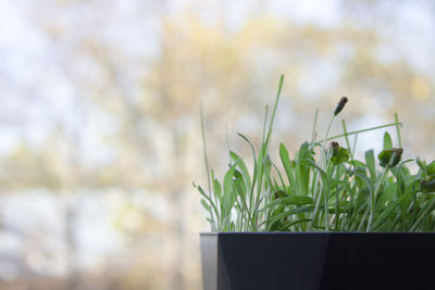 Fresh green sprouted grass in a pot on a blurred background. space for text