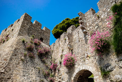 Low angle view of flowering plants against blue sky