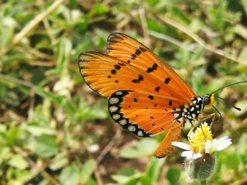 Close-up of butterfly pollinating on flower