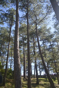 Low angle view of bamboo trees in forest