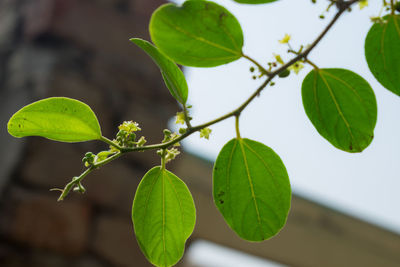 Close-up of green leaves