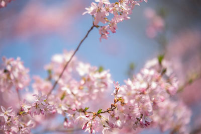 Close-up of pink cherry blossom