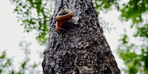 Low angle view of insect on tree trunk