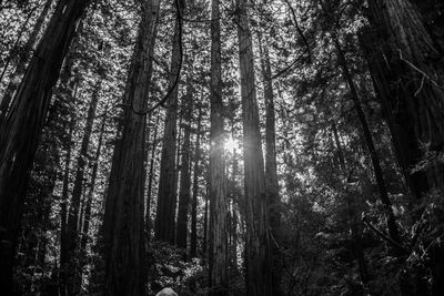 Low angle view of sunlight streaming through trees in forest