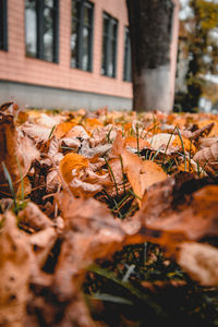 Close-up of dry leaves fallen on plant