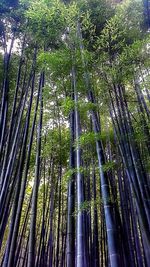 Low angle view of bamboo trees in forest