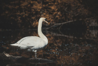 White swan in lake