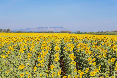 Scenic view of oilseed rape field against sky