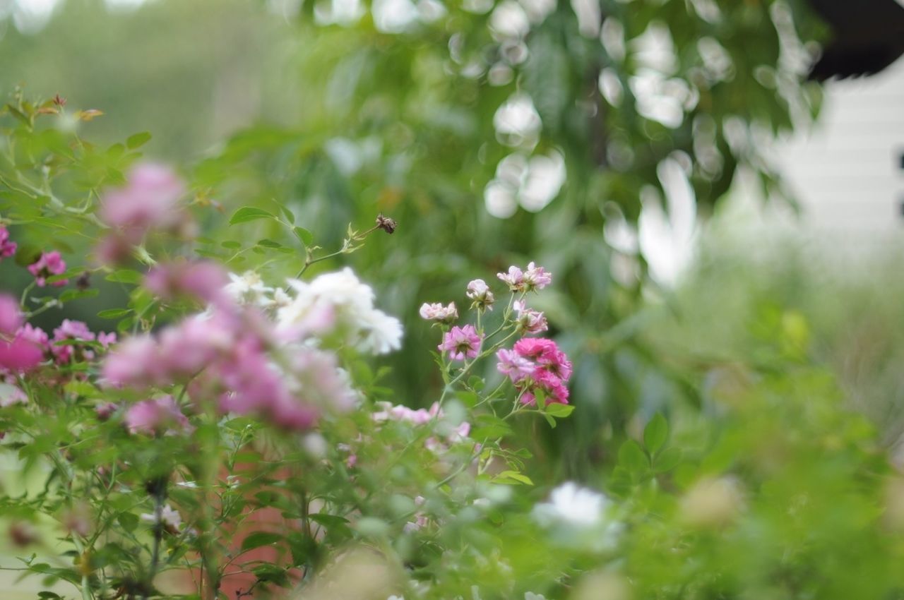 flower, growth, freshness, plant, focus on foreground, fragility, beauty in nature, nature, selective focus, close-up, leaf, petal, blooming, pink color, green color, stem, day, tree, outdoors, park - man made space