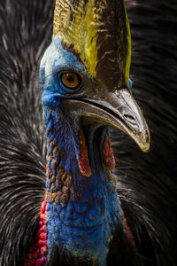 Close-up of cassowary