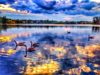 Birds on calm lake