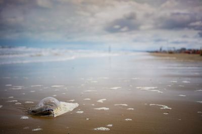 View of a turtle on beach