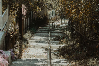 Footpath amidst trees in forest