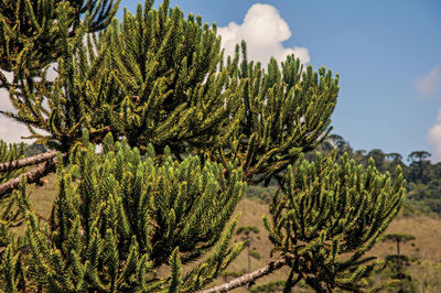 Close-up of pine branches in horto florestal, near campos do jordao, brazil