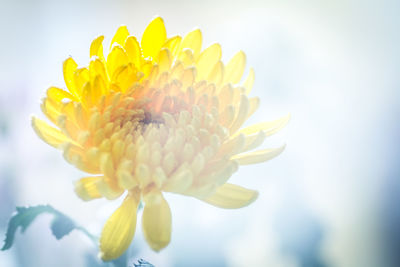 Close-up of fresh yellow flower blooming against sky