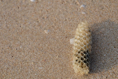 High angle view of crab on sand