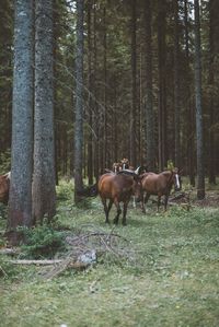 Horses in forest