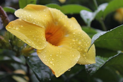 Close-up of raindrops on yellow flower