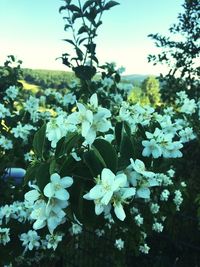 Close-up of fresh flowers blooming on tree