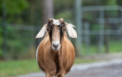 Close-up of goat standing outdoors