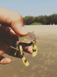 Cropped hand of person holding crab