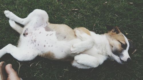 High angle view of dog on hand