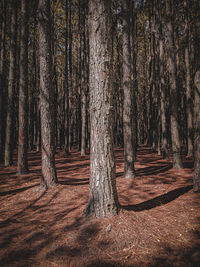 Pine trees in forest