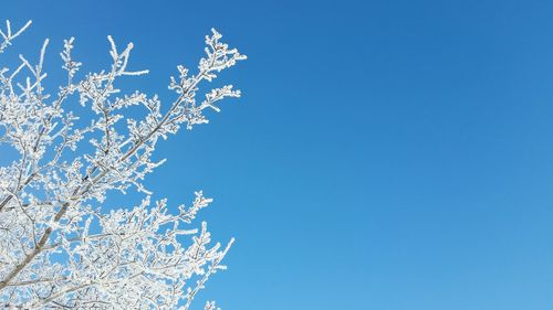 Low angle view of trees against clear blue sky