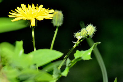 Close-up of insect on yellow flower