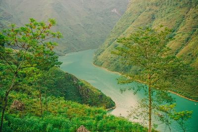 High angle view of river amidst trees