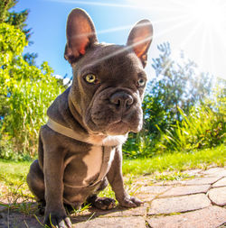 A young dog sits in sunshine in a garden