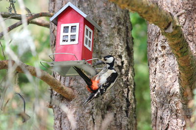 View of bird perching on tree trunk